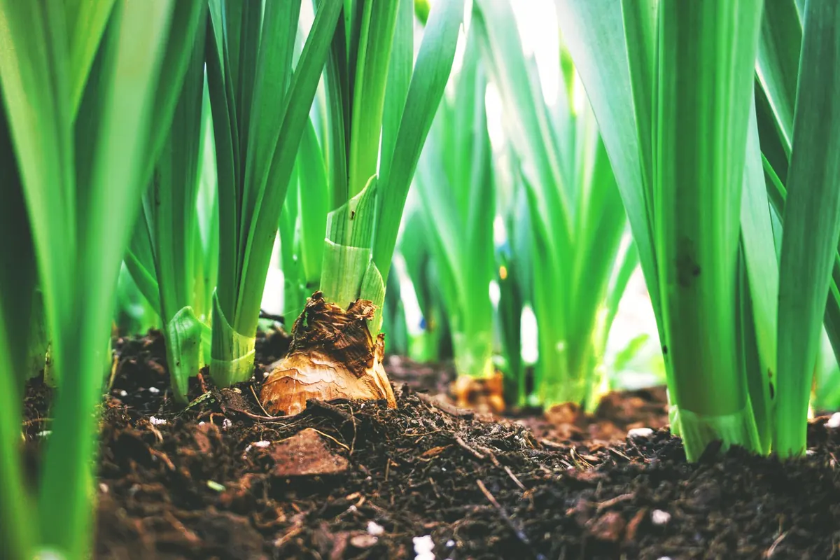 Planting Spring Bulbs in Fall: A Quiet Autumn Gardening Ritual